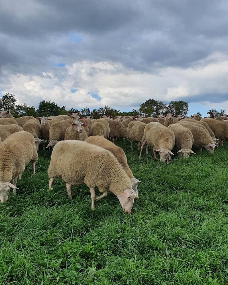 Sheep grazing in meadow