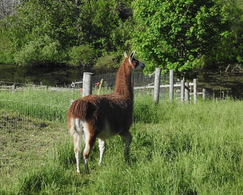 Llama in field