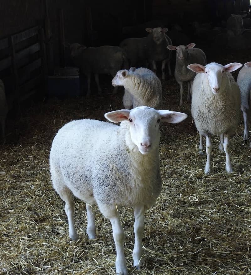 Sheep grazing in pasture