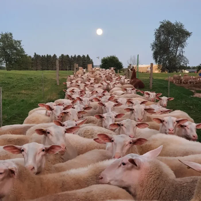 Sheep!