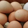 Eggs Free Range