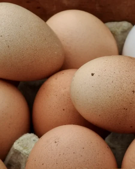 Eggs Free Range