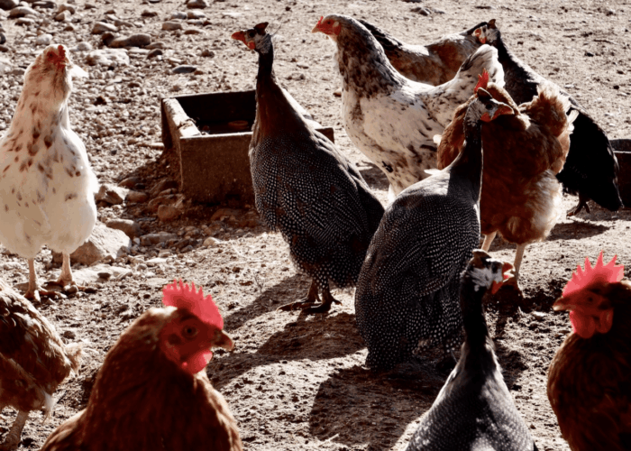Eggs Free Range - Image 2