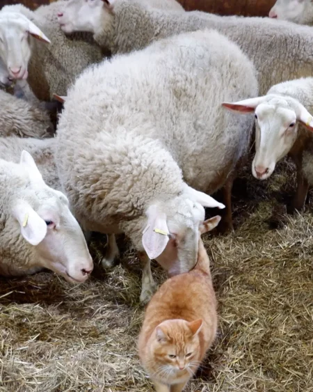 Farm Tour Experience