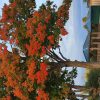 Autumn Colours
