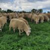 Sunday Farm Tour & Brunch - Image 7