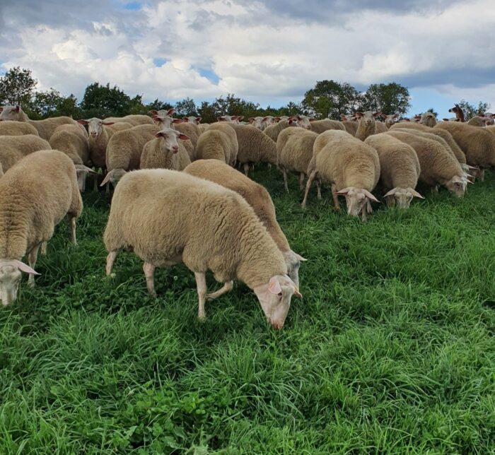 Sunday Farm Tour & Brunch - Image 7