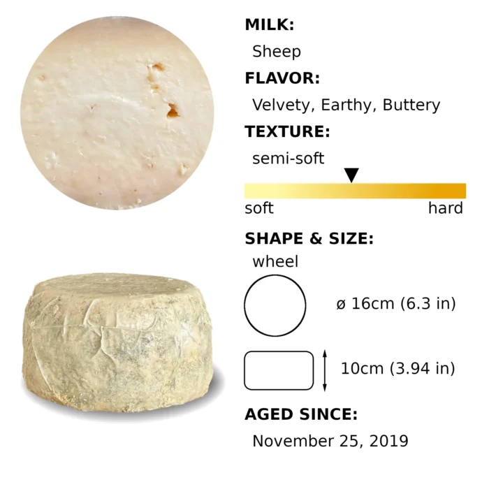 Caciotta Wheel 2019