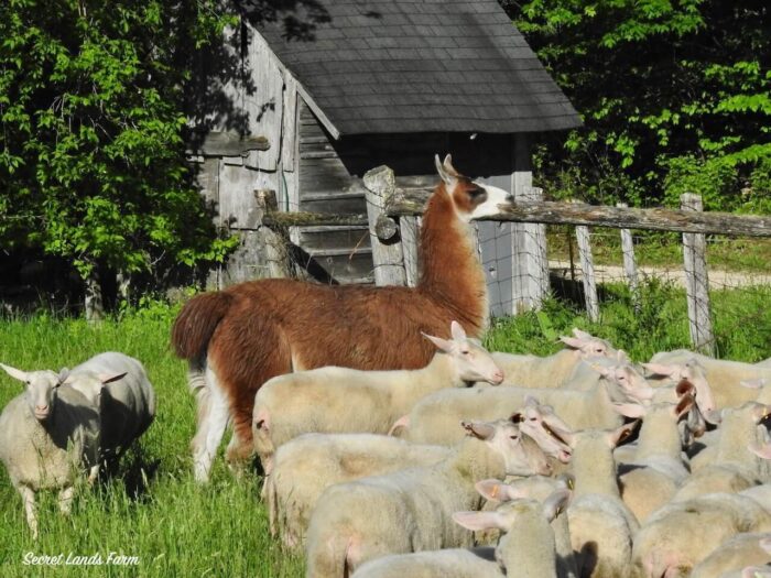 Farm Tour, Cheese & Charcuterie Tasting - Image 2