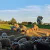 Sunday Farm Tour & Brunch - Image 2