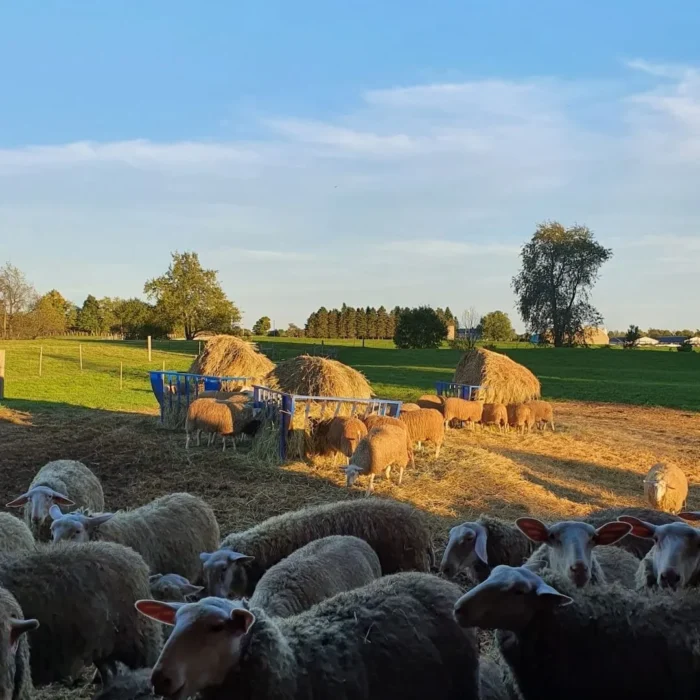 Sunday Farm Tour & Brunch - Image 2