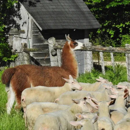 Sunday Farm Tour & Brunch