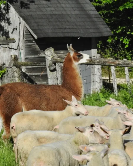 Sunday Farm Tour & Brunch