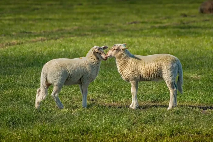 The Best Artisan Farm Picnic & Tour Experience Near Toronto - Image 5