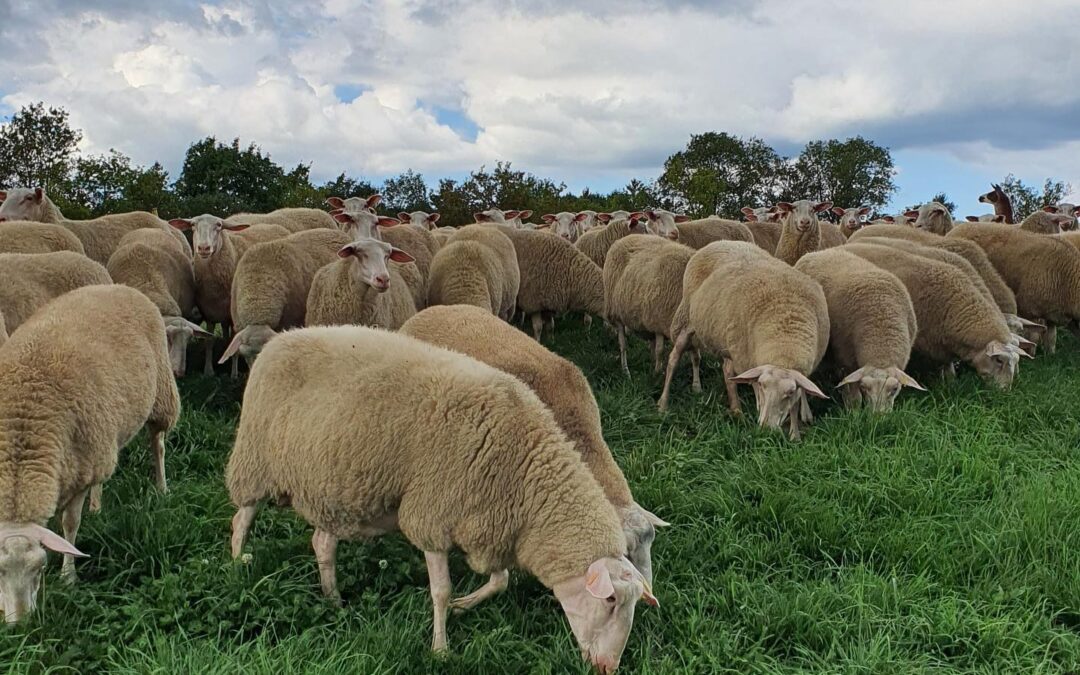 East Friesian Sheep: The Ultimate Dairy Sheep Breed with Unique Characteristics