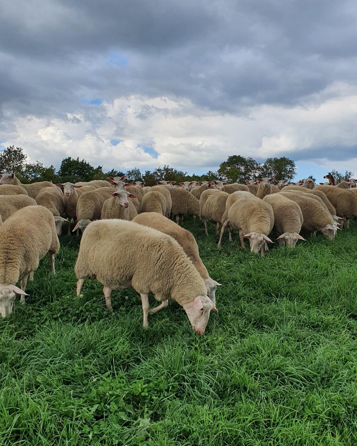 East Friesian Sheep: The Ultimate Dairy Sheep Breed with Unique Characteristics
