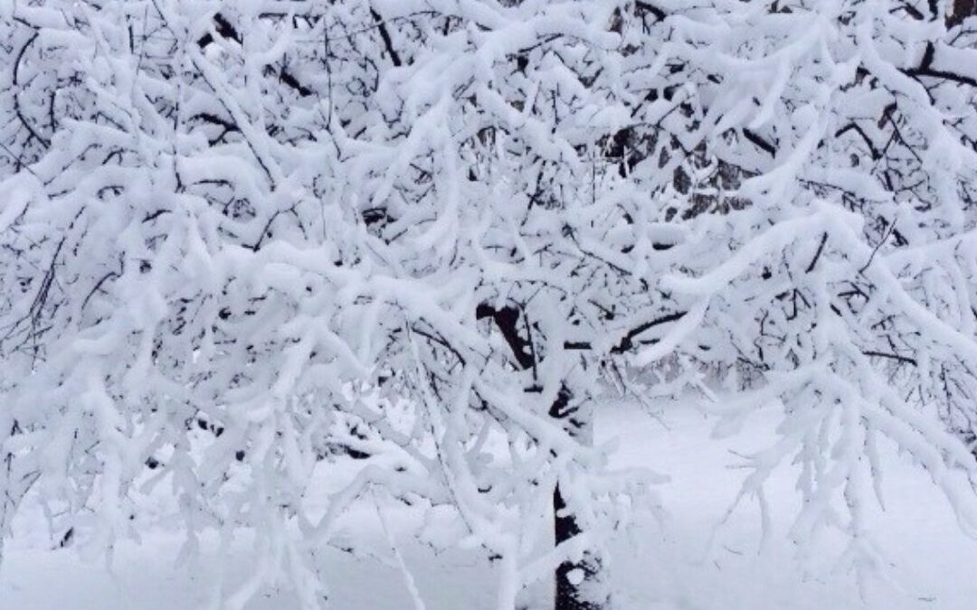 Canadian Winter and Food
