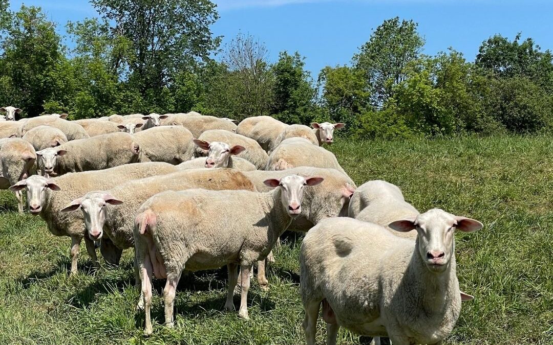 Why Calories and Fat Vary in Our Sheep Dairy