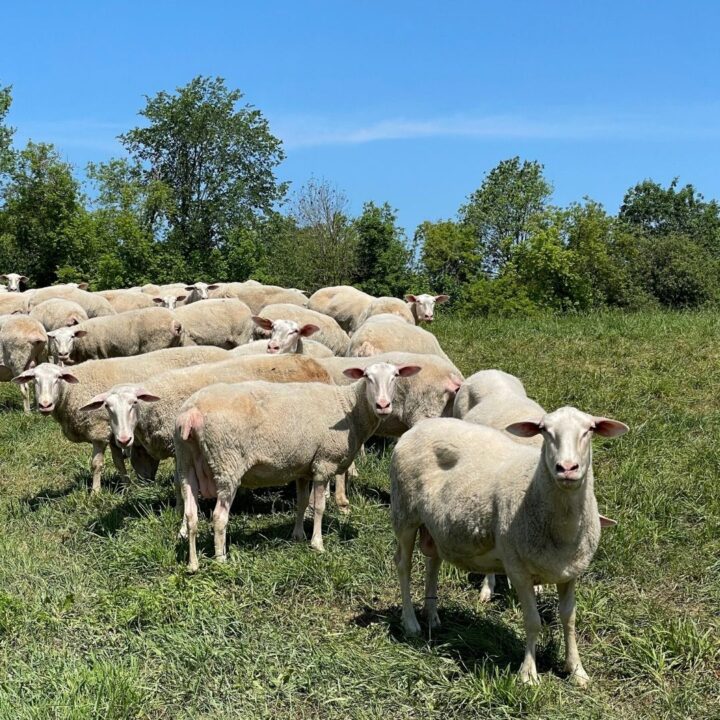 Why Calories and Fat Vary in Our Sheep Dairy