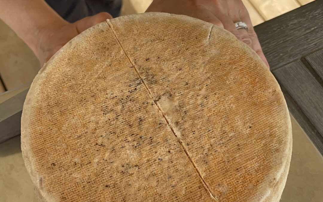 Plastic-Wrapped vs. Washed-Ripened Cheese Aging