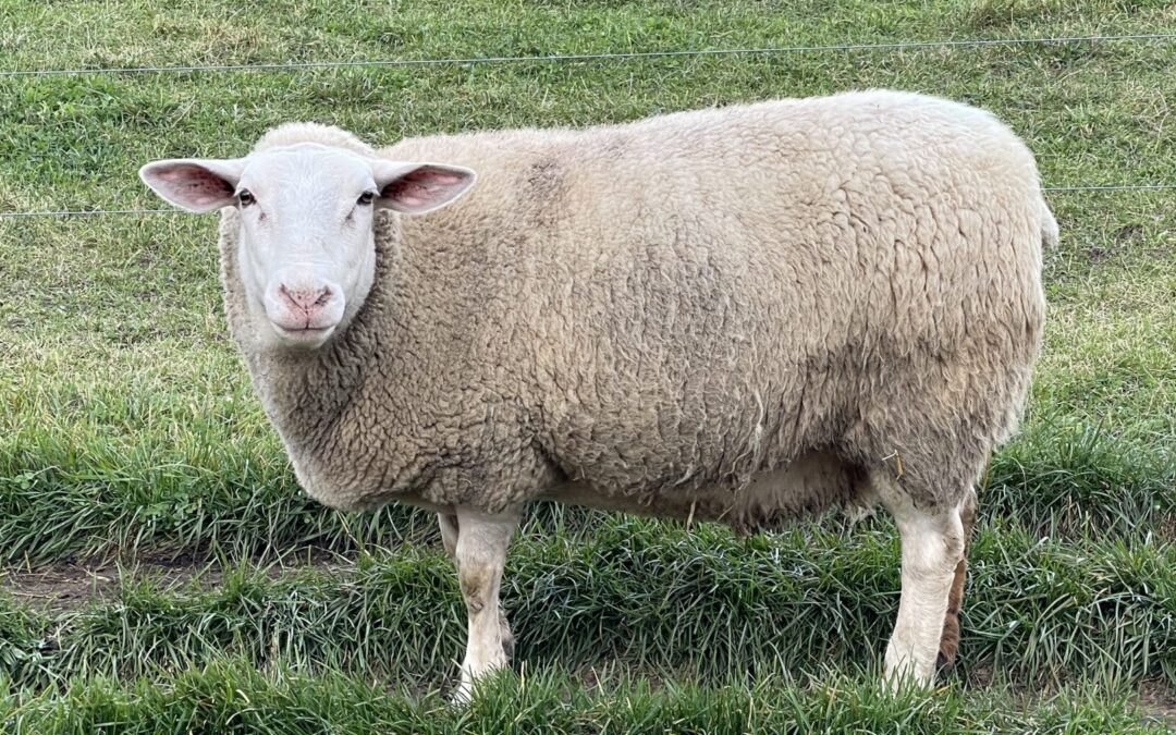Lactose-Free Milk vs. Natural Sheep Milk