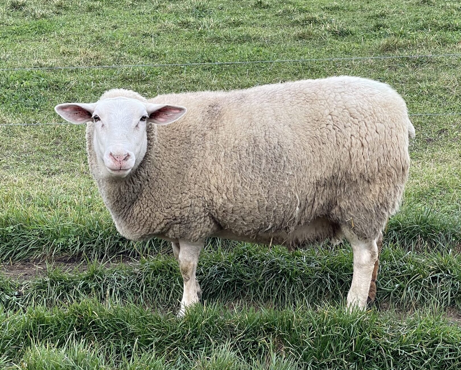 Lactose-Free Milk vs. Natural Sheep Milk