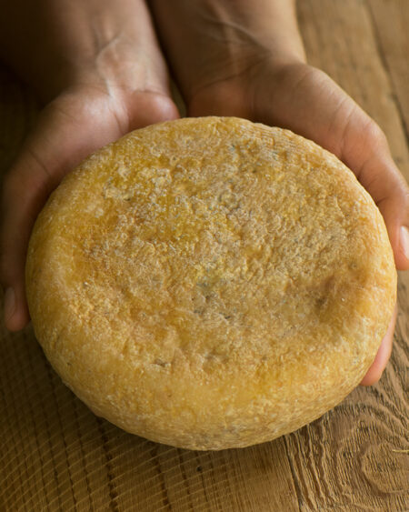 Caciotta One-Year-Old